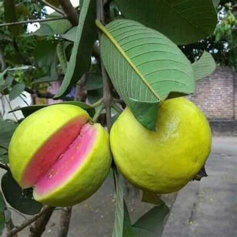 Thailand Pink Guava தாய்லாந்து பிங்க் கொய்யா Tof Gardens