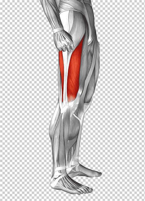 Tensor de la fascia lata del músculo vasto lateral músculo pierna