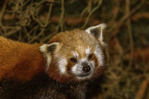 Portrait Of A Red Panda Photograph By Marv Vandehey Fine Art America