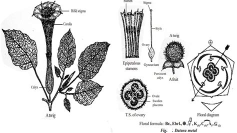 Describe Datura Metel In Technical Terms Draw The Floral Diagram And