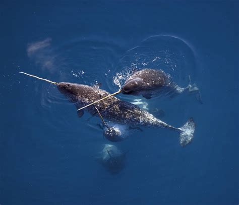 Narwhals Eating