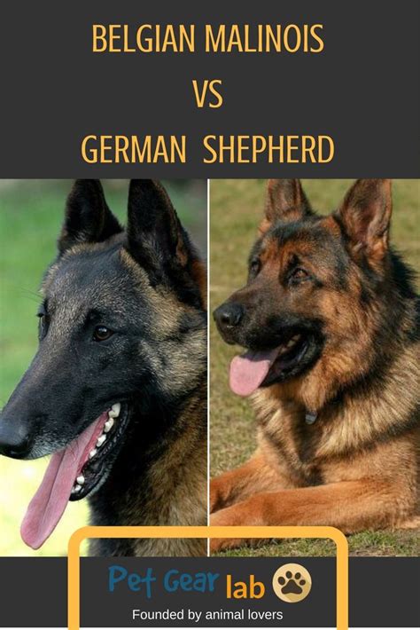 Belgium Malawa Vs German Shepherd Pinterestearthtokarly