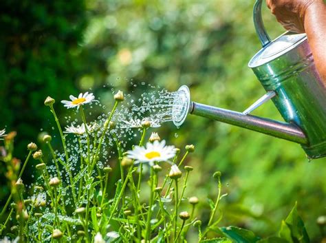 Wann ist es für sie besser und, wenn ihr es wisst, warum ist es so? Richtig gießen | Pflanzen, Kompost herstellen, Blumenerde