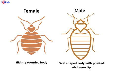 Bed Bug Life Cycle 7 Stages Of Bed Bug Life Cycle And Fun Facts