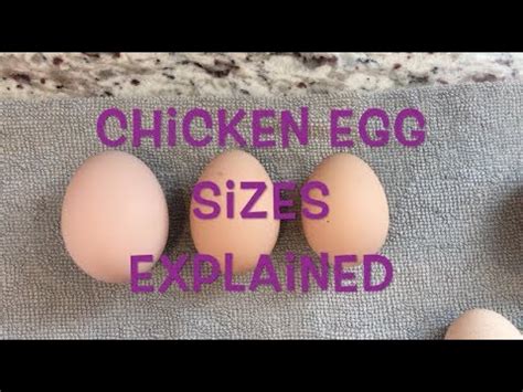 Chicken Egg Sizes Explained Youtube