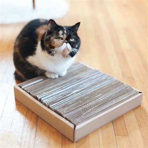 Diy CATS Scratcher Diy Cat Scratcher Kittens Cats Cat Diy Purring Butcher Block Cutting