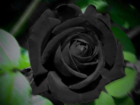 Black Rose Wallpaper High Definition High Quality Widescreen