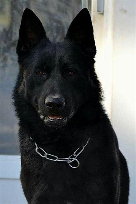 205 Black German Shepherd Dog Names Pupstoday