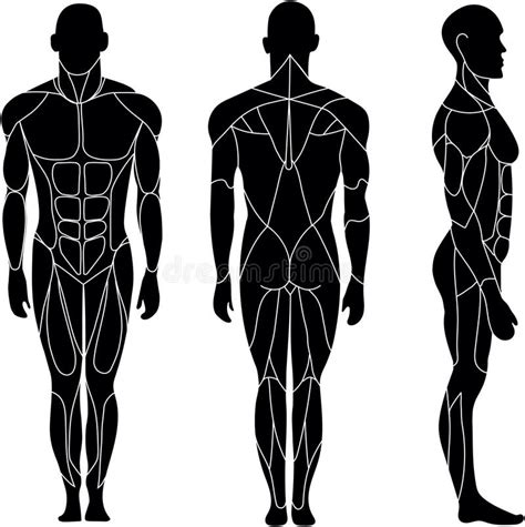 Human Body Outline Front Back Stock Illustrations 634 Human Body