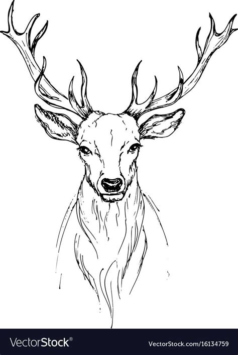 Deer Drawing Easy Head Norman Barba
