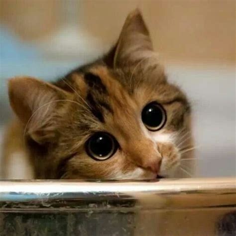 Mejores 14 Imágenes De Gatos Tristes En Pinterest Gatitos Animales