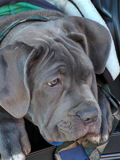 Neo Mastiff Ancient Dog Breeds Neapolitan Mastiffs Cane Corso Thor
