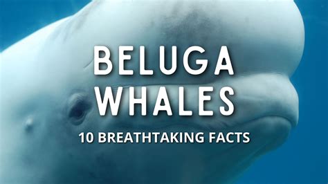 10 Breathtaking Facts About Beluga Whales Madeinsea©