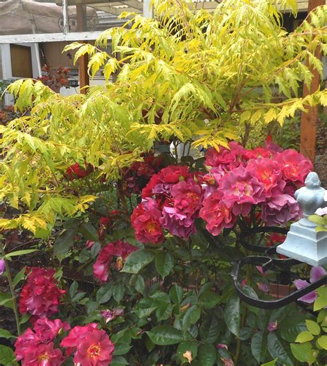 My hmf bred by tom carruth (united states, 2006). Rosa 'Cinco de Mayo' with 'Tiger Eyes' Sumac (Rhus typhina ...