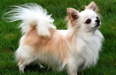 The Six Different Types Of Chihuahua Dog Breeds