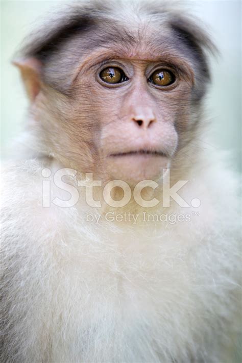 Monkey Stock Photo Royalty Free Freeimages