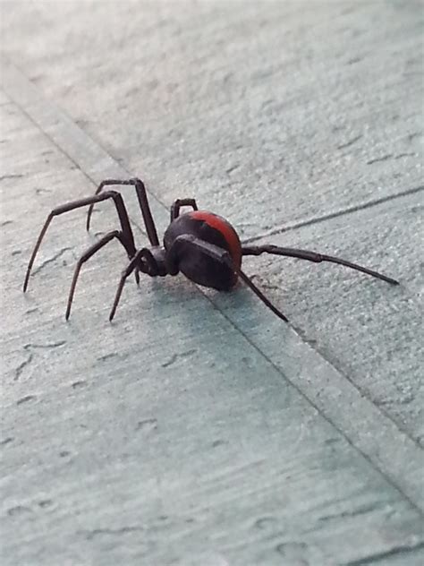 Redback Spider Bite My Symptoms And Treatment Patients Lounge