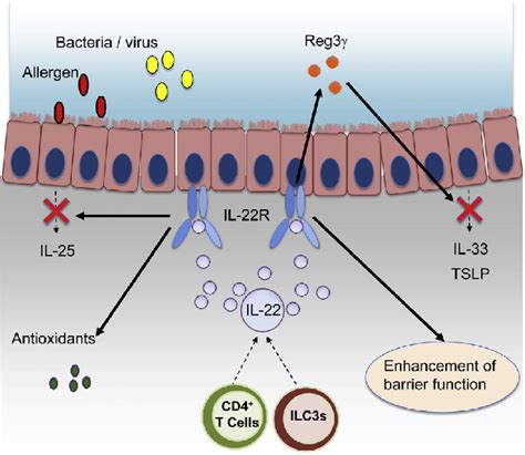 Roles Of Il 22 In The Pathogenesis Of Allergic Airway Inflammation