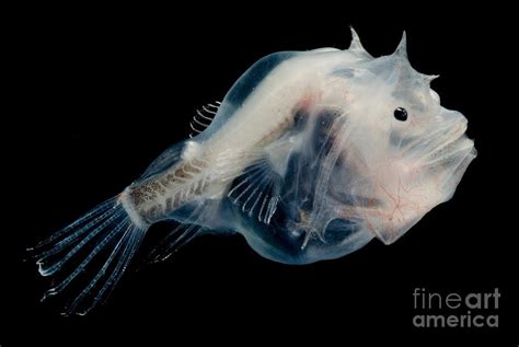 Phantom Anglerfish Photograph By Dant Fenolio