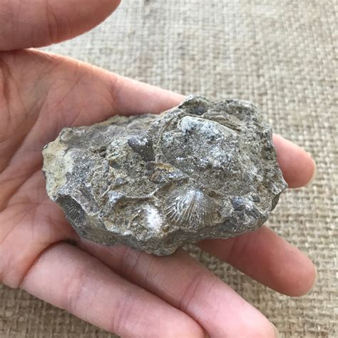 Fossil Hash Plate Fossilized Sea Shells And Shark Teeth