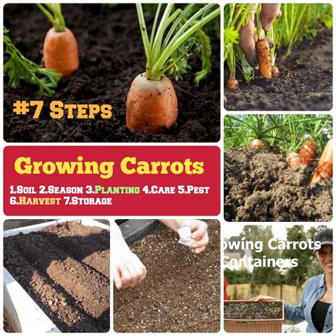 How To Grow Carrots 7 Step By Step Carrot Growing Guide