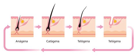 Fases de Crescimento do Pelo Clínica Cirurgia Capilar
