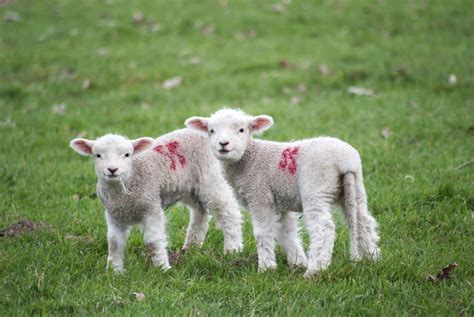 When Are Lambs Born Fauna Facts