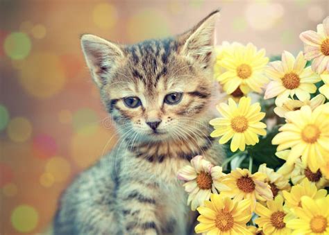 Kitten With Yellow Daisy Flowers Stock Image Image Of Daisy