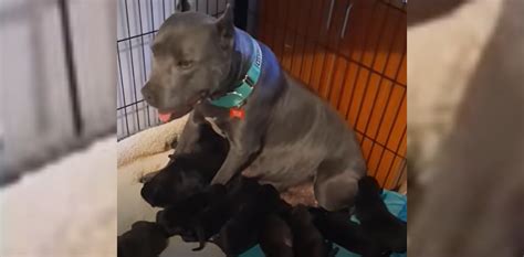 Rescuers Save Pregnant Pit Bull From Life On A Chain Oc Shelter Pets