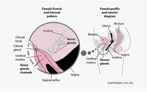 How To Make A Women Squirt Porn Sex Photos