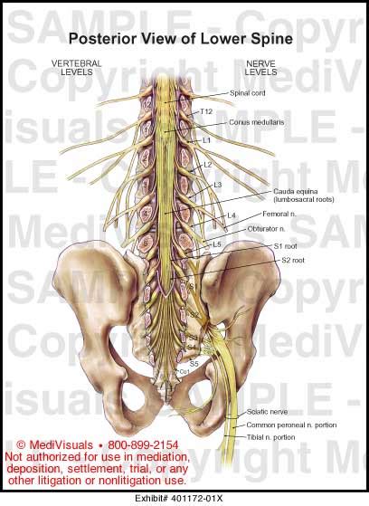 Medivisuals Posterior View Of Lower Spine Medical Illustration