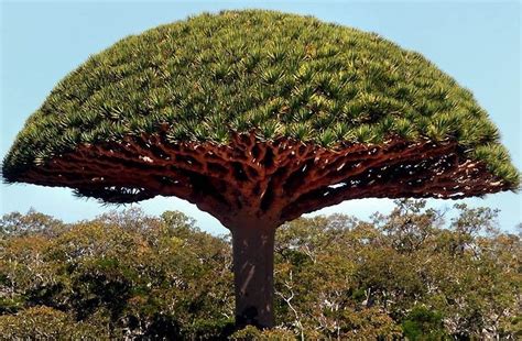 Top 10 Most Amazing Trees In The World Terrific Top 10