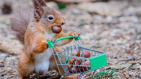 Amusing Pictures Show Squirrel Stockpiling Nuts Panic Buying