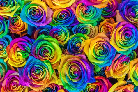 18 Rose Color Meanings That Are Just More Than Romantic