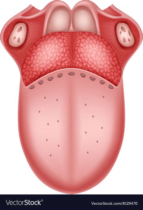 Digestion in human beings 3d cbse class 7 science (www.idaalearning.com). Cartoon of Human Tongue Anatomy Royalty Free Vector Image