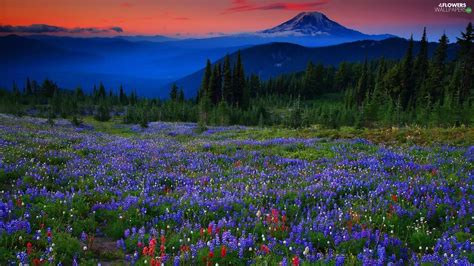 Mountains Meadow Lupine Woods Flowers Wallpapers 1920x1080