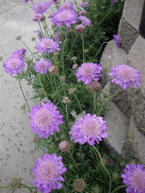 Photo Of The Entire Plant Of Pincushion Flower Scabiosa Columbaria