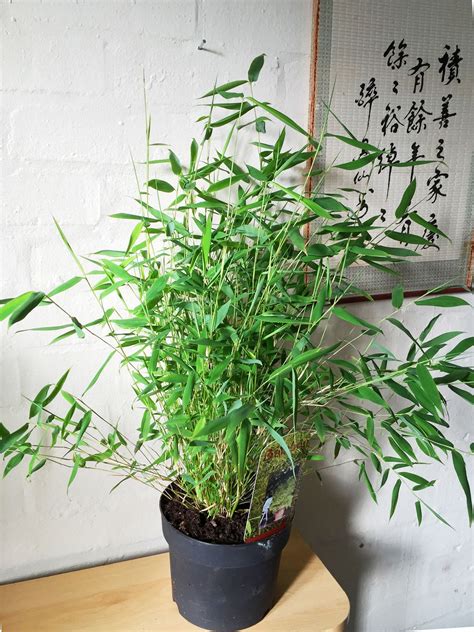 Bamboo Plant In Pot Evergreen Garden House Inoor Outdoor Hardy Mini