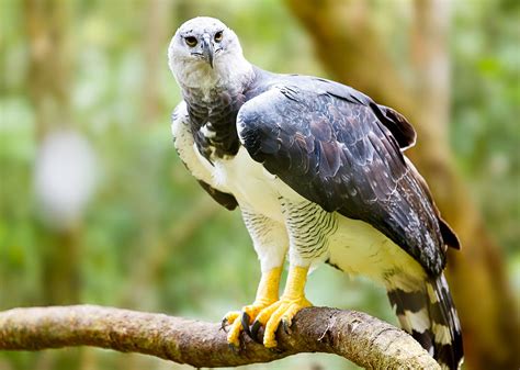 Datos Sobre El águila Arpía El Ave Nacional De Panamá