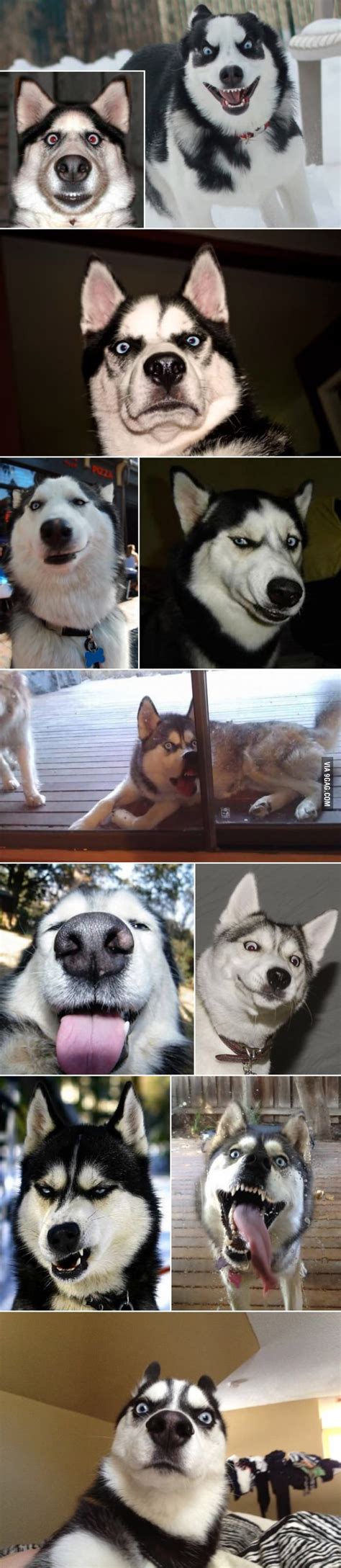 Huskies Makes The Best Faces Dog Memes And Fun Funny Animals