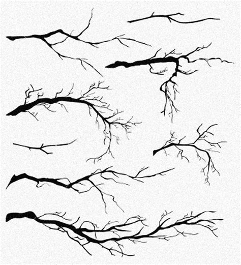 Tree Reference 007 750×826 Pixels With Images Branch Drawing