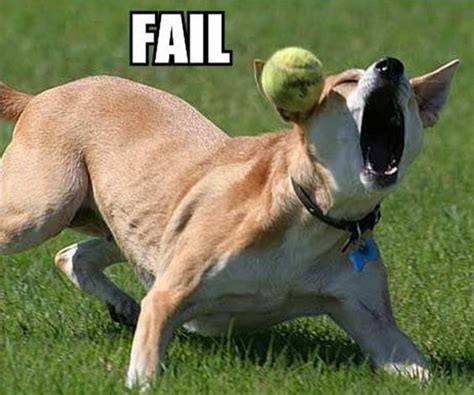 20 Funniest Dog Fails Youll Ever See Thethings