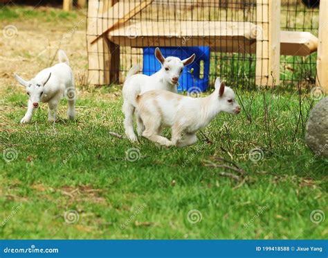 Lovely White Baby Goat Running On Grass Stock Photo Image Of Running