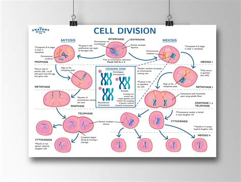 Mitosis And Meiosis Cell Division Science Poster Etsy España