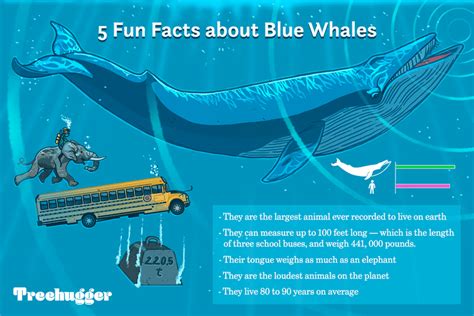 11 Facts About Blue Whales The Largest Animals Ever On Earth