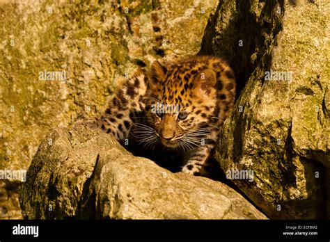 Extremely Rare Amur Leopard Cub Panthera Pardus Orientalis Sitting On