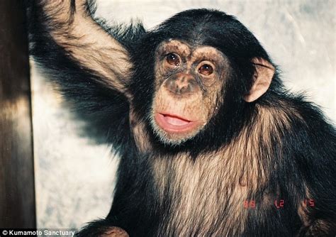 Check spelling or type a new query. Meet Kanako, the 24-year-old chimp with 'down syndrome ...