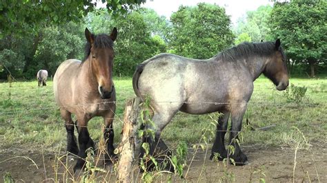 Belgian draft horses are a strong member of the draft horse breed. Belgian draft horses in Ghent - Vlaamse trekpaarden in ...