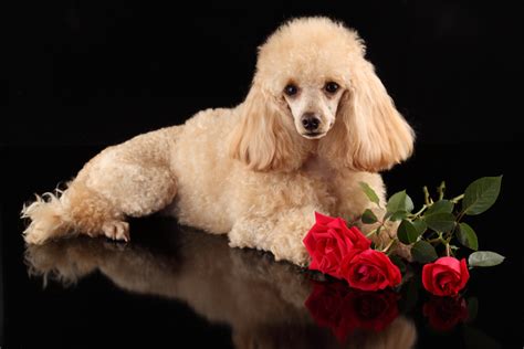 30 Poodle Hd Wallpapers And Backgrounds