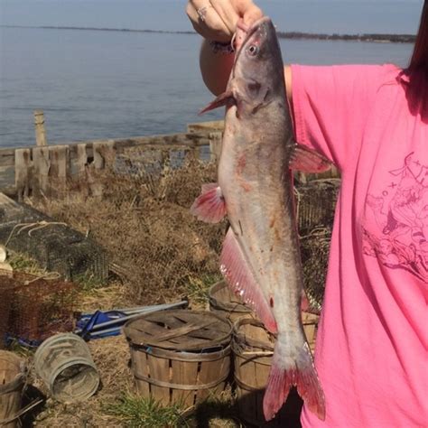 Rappahannock River Saltwater Fishing Report